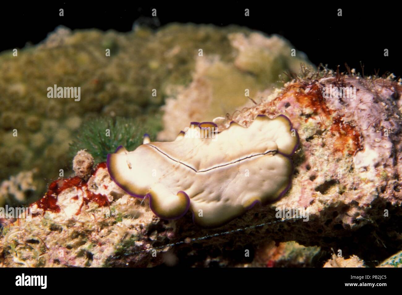 Marine flatworm, Feinstreifen-Plattwurm, Pseudoceros monostichos, maldives, Malediven Stock Photo
