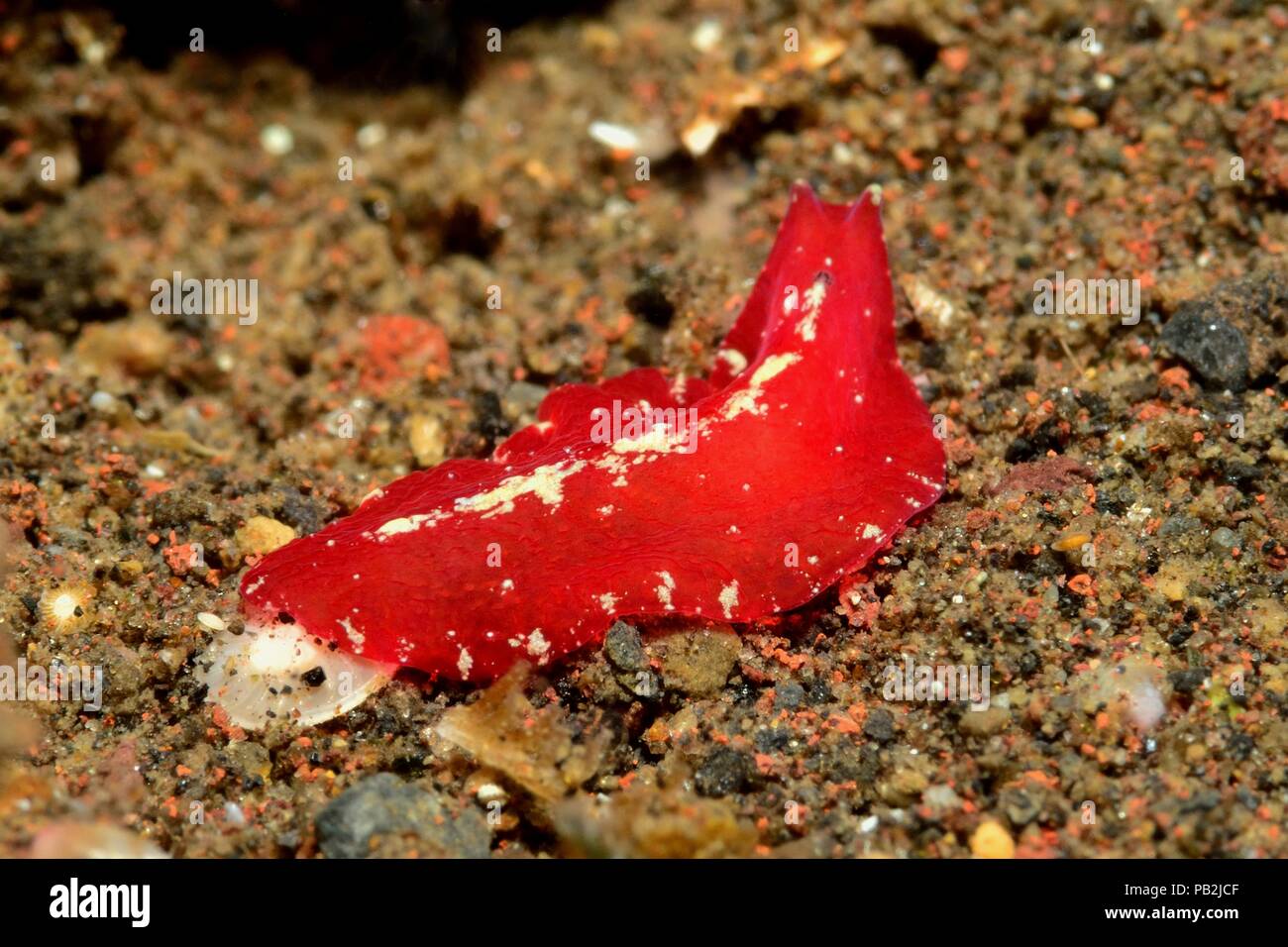 Red dwarf flatworm, Roter Zwerg-Plattwurm, Pseudoceros rubronanus, Tulamben, Bali Stock Photo