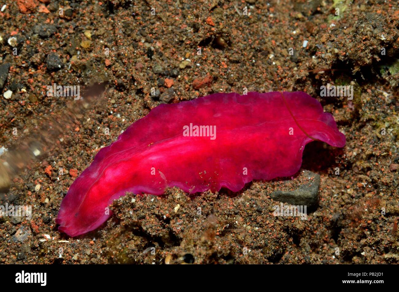 Purpur-Plattwurm, purple flatworm, Pseudoceros sp. Stock Photo
