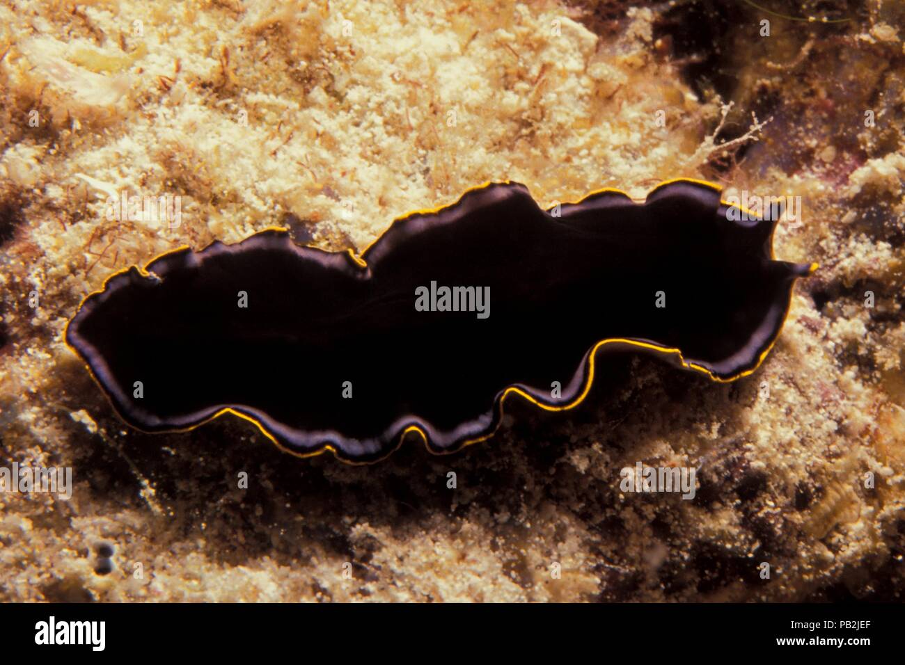 Black flatworm, Schwarzer Plattwurm, Pseudoceros sp., maldives, Malediven Stock Photo