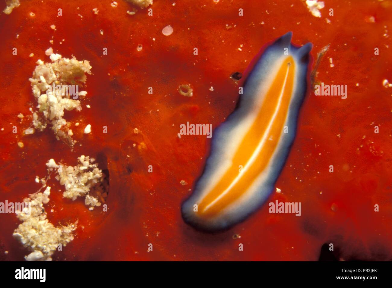 Marine flatworm, Purpur-Plattwurm, Pseudoceros suzzanae, Pseudoceros susanae,Tulamben, Bali Stock Photo