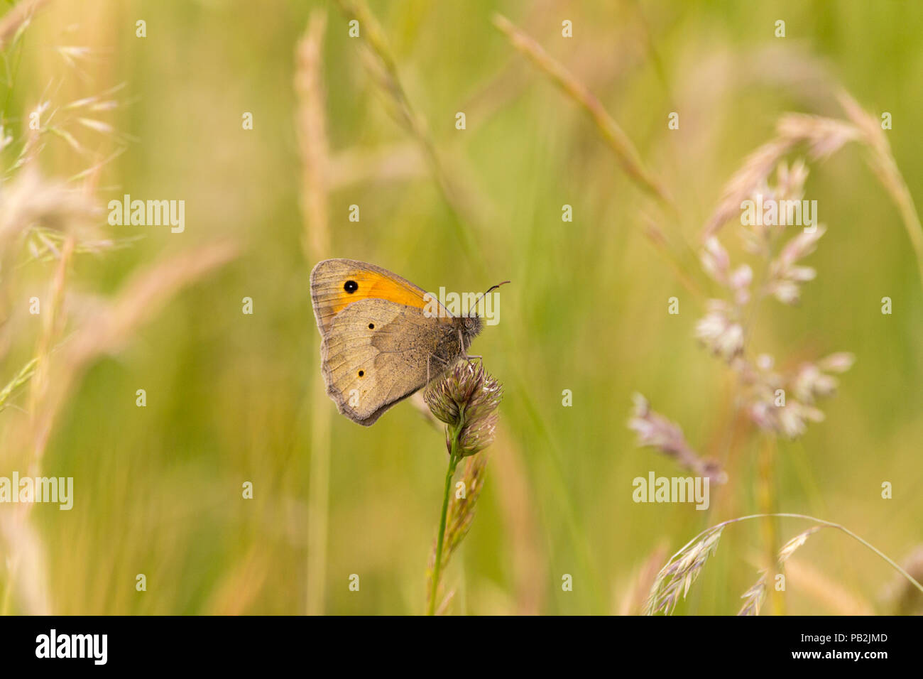 Meadow brown (Maniola jurtina) butterfly in grassland on South downs way UK. Soft focus background space for copy text landscape format. Closed wings. Stock Photo