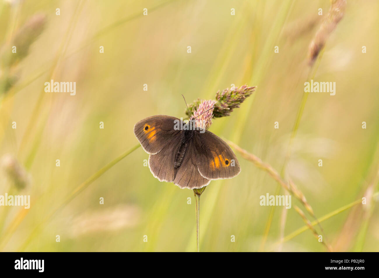 Meadow brown (Maniola jurtina) butterfly in grassland on South downs way UK. Soft focus background space for copy text landscape format. Open wings. Stock Photo
