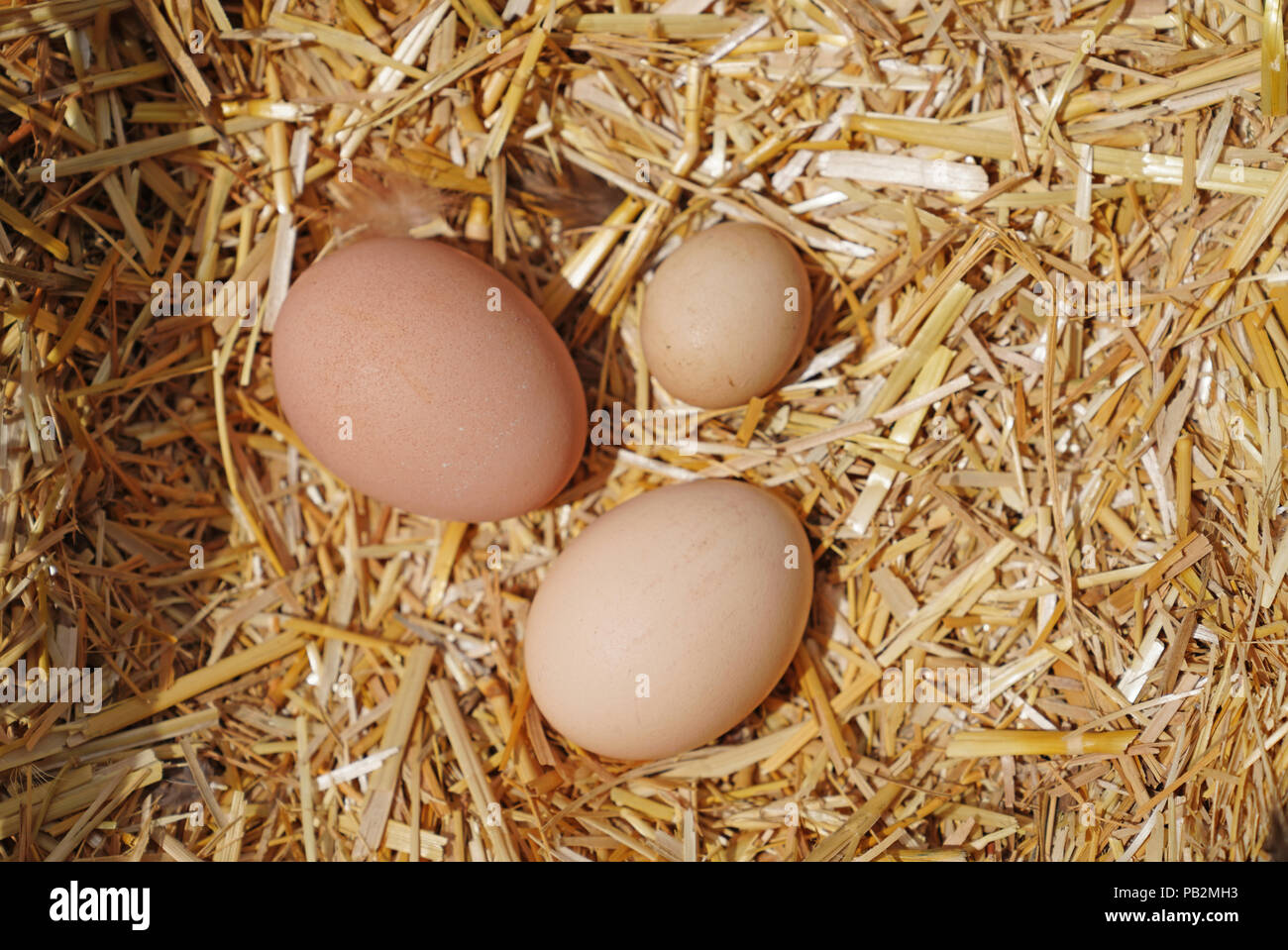 Nesting box chicken hires stock photography and images Alamy