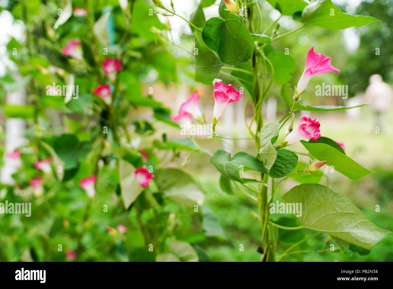 Pink bindweed hi-res stock photography and images - Alamy
