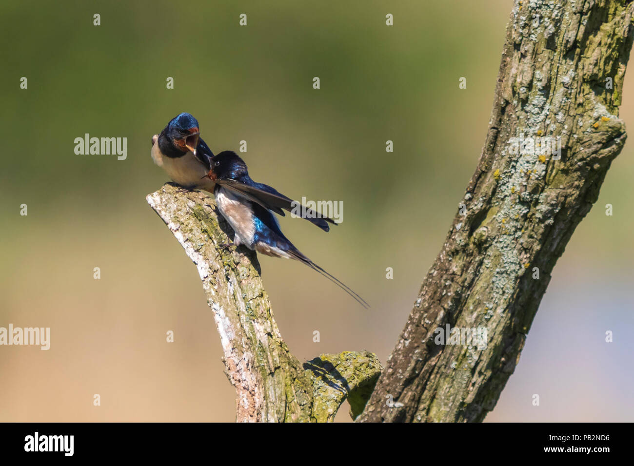 BBarn Swallow bird (Hirundo rustica) perched on a wooden log during Springtime. A large group of these barn swallows foraging and hunts insects and ta Stock Photo