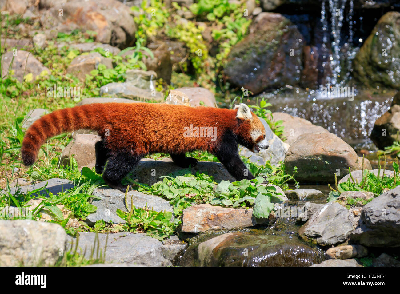 Little red panda resting in a tree facing the camera. This is a small arboreal mammal native to the eastern Himalayas and southwestern China that has  Stock Photo