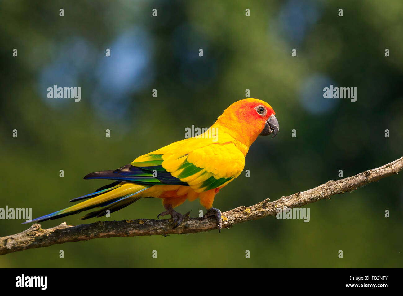 Closeup of sun parakeet or sun conure Aratinga solstitialis, bird. It is a medium-sized, vibrantly colored parrot native to northeastern South America Stock Photo