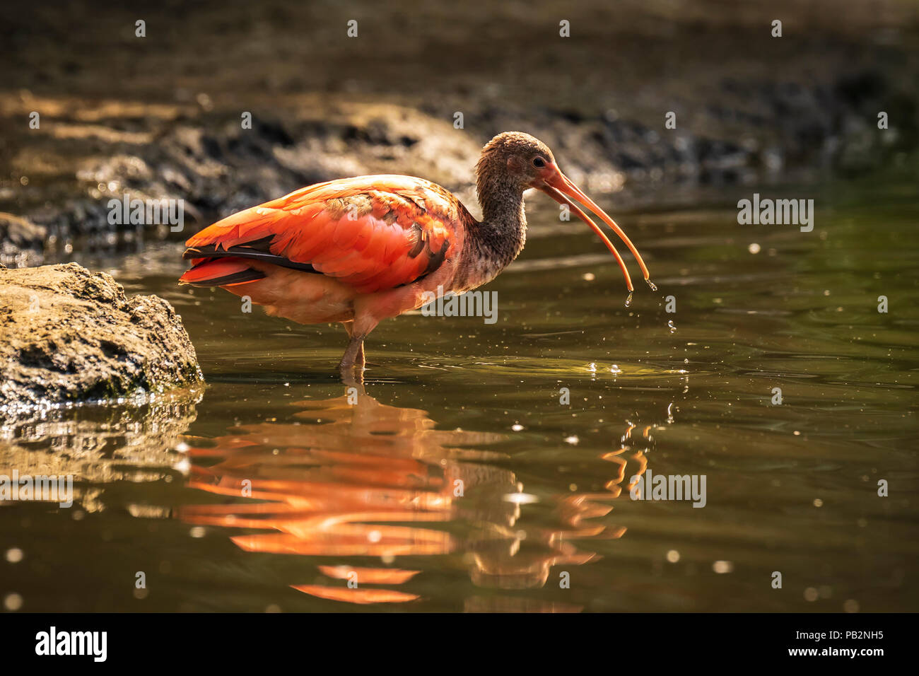 Scarlet Ibis bird Eudocimus ruber tropical wader bird foraging in water. It is one of the two national birds of Trinidad and Tobago. Stock Photo