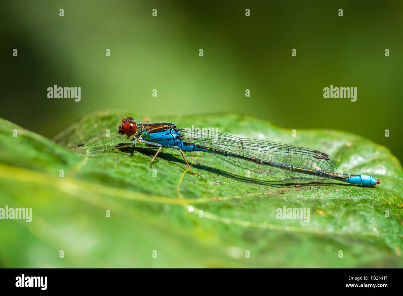 Closeup of a small red-eyed damselfly Erythromma viridulum perched in a forest. A blue specie with red eyes. Stock Photo