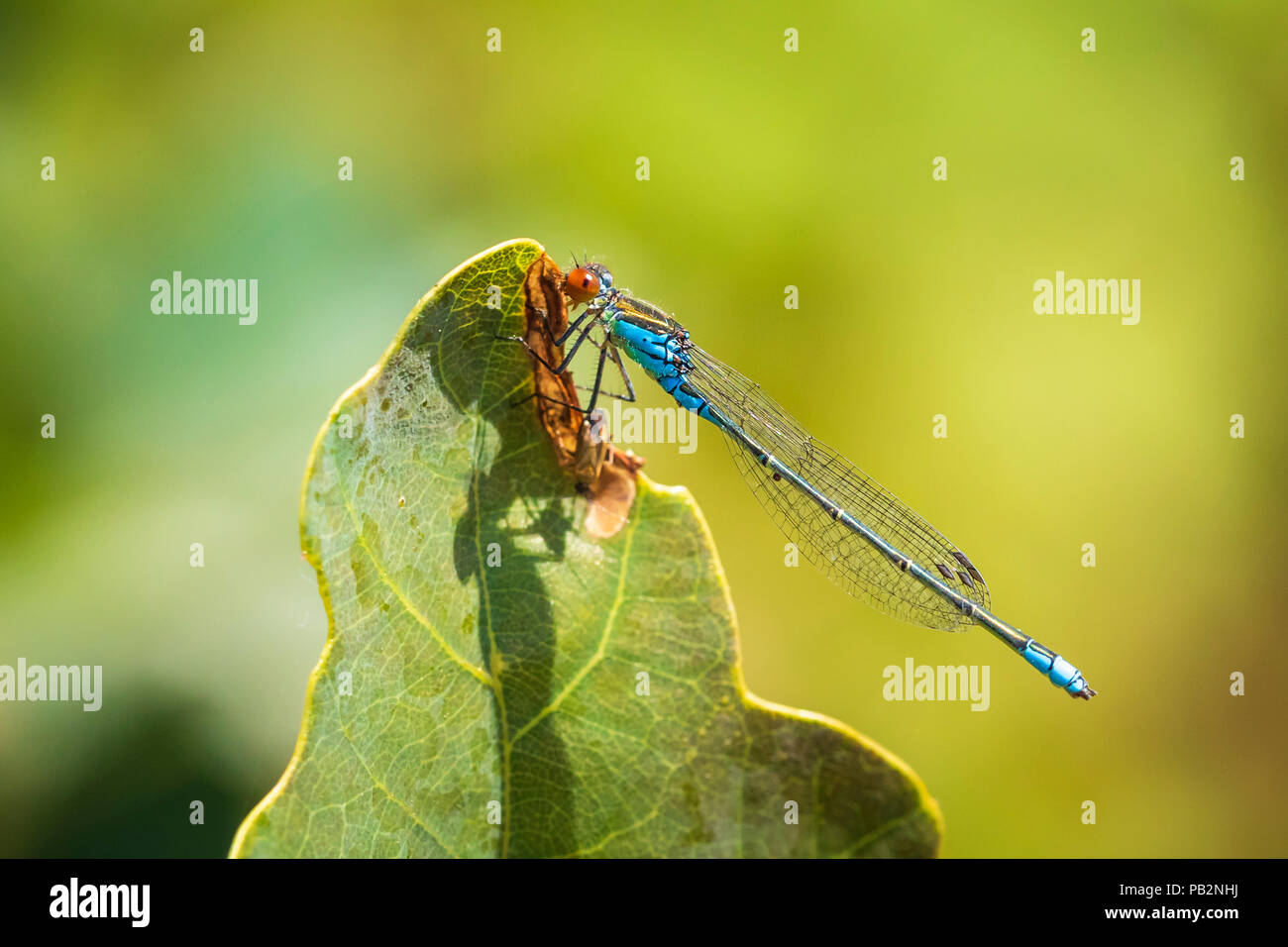 Closeup of a small red-eyed damselfly Erythromma viridulum perched in a forest. A blue specie with red eyes. Stock Photo