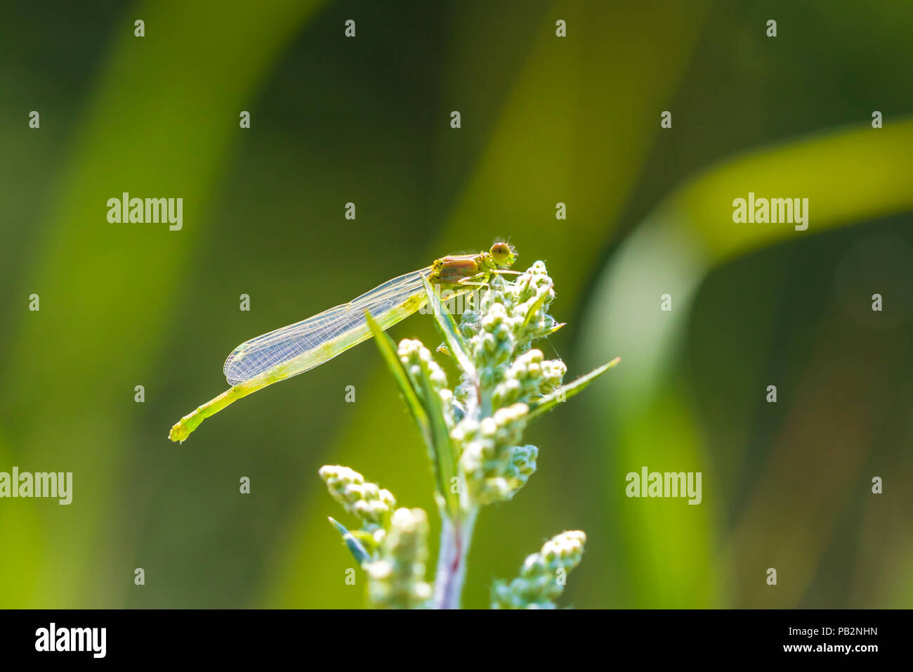 Closeup of a small red-eyed damselfly Erythromma viridulum just emerged from the nymph stage. A blue specie with red eyes. Stock Photo