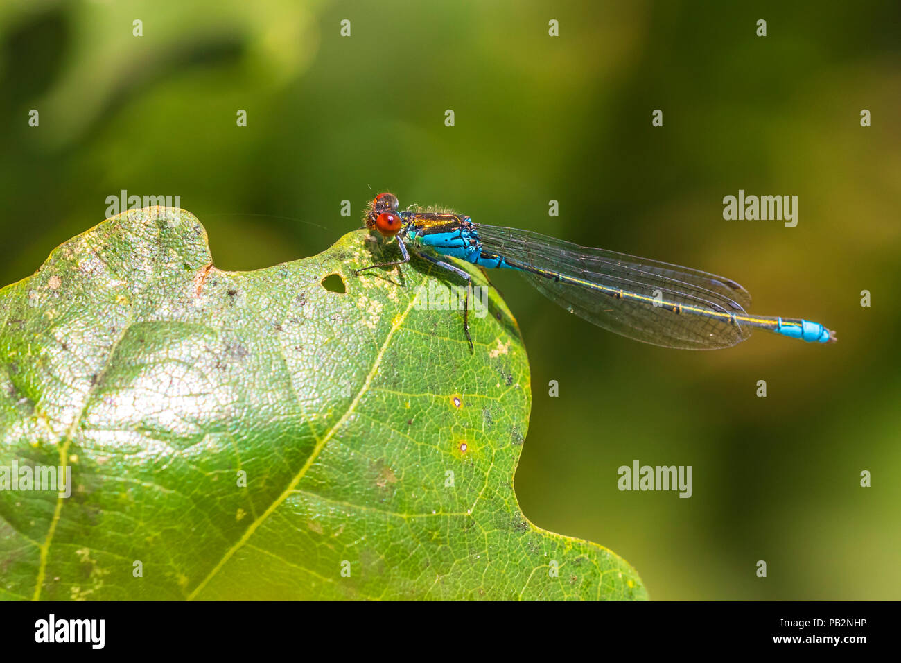 Closeup of a small red-eyed damselfly Erythromma viridulum perched in a forest. A blue specie with red eyes. Stock Photo