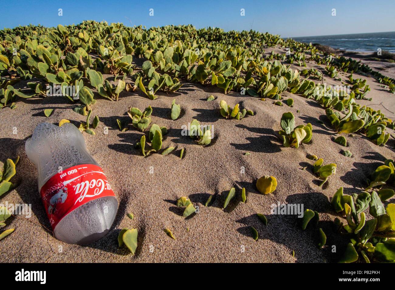 Empty plastic bottle of Coca Cola brand gas, cause of pollution and environmental impact. Sand dunes at Imalaya Beach in the vicinity of Kino Bay. Stock Photo