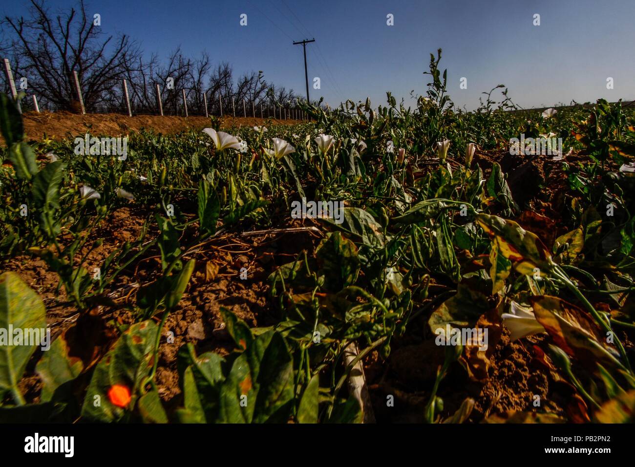 DESIERTO DE SONORA PARA NI OS visual data 3