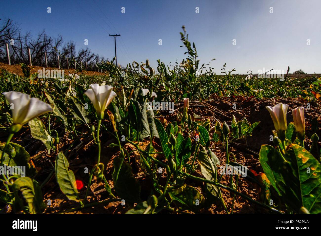 DESIERTO DE SONORA PARA NI OS visual data 4