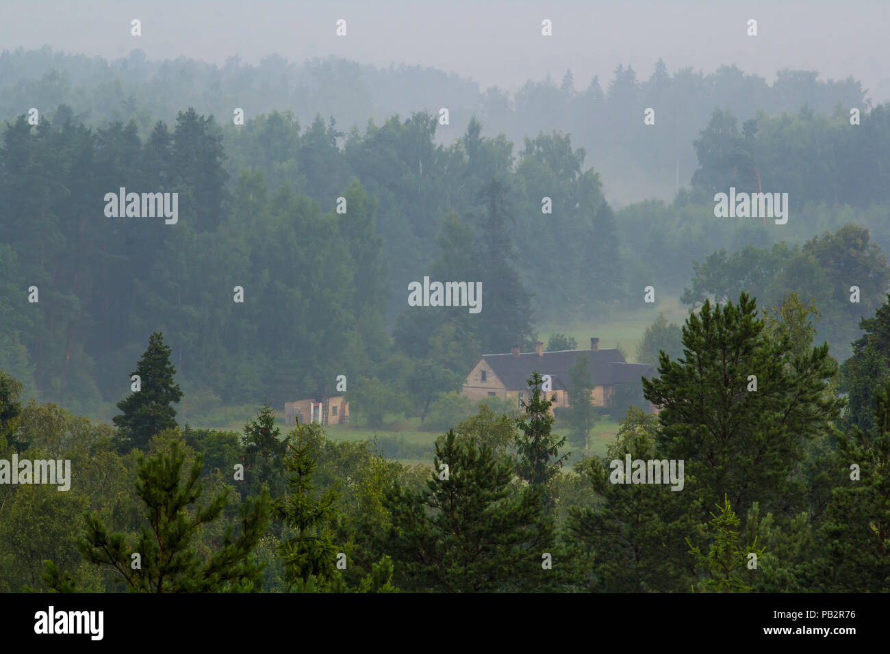 Fog over the forest Stock Photo - Alamy