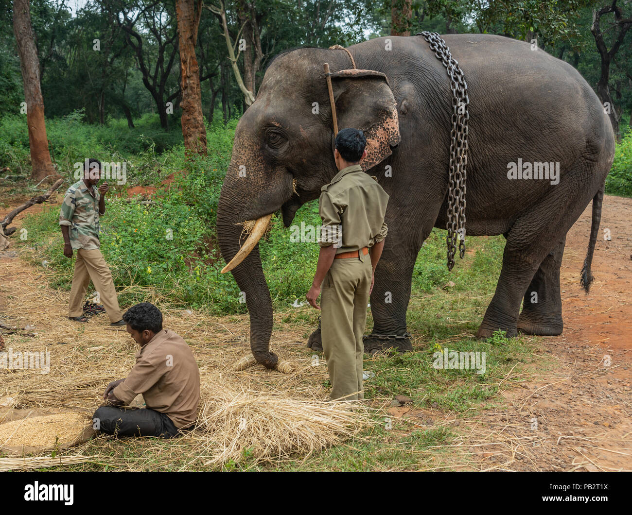 Ayarabeedu forest, Karnataka, India - November 1, 2013: Three tribal men and their dark skinned elephant work in the green forest. Manually, they thre Stock Photo