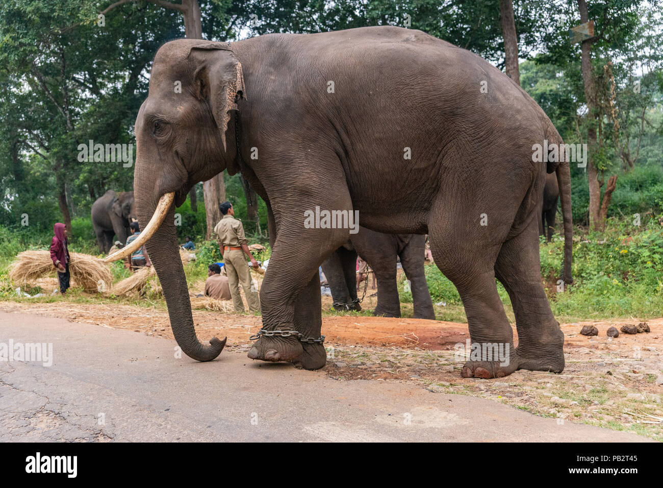 Ayarabeedu forest, Karnataka, India - November 1, 2013: Three tribal men and their dark skinned elephant work in the green forest. Manually, they thre Stock Photo