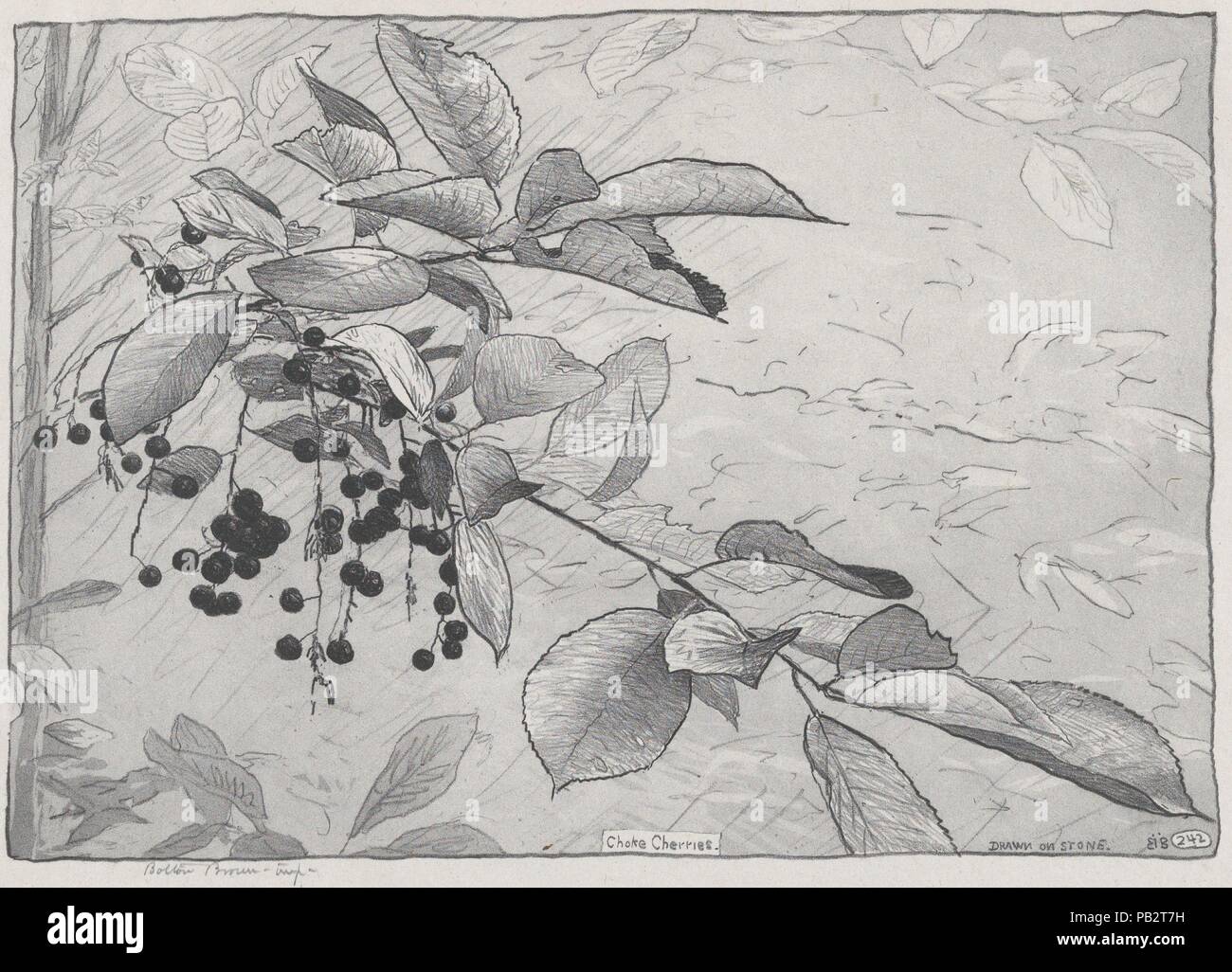 Choke Cherries. Artist: Bolton Brown (American, Dresden, New York 1864/65-1936 Woodstock, New York). Dimensions: Sheet: 12 1/16 × 15 1/4 in. (30.6 × 38.7 cm). Date: 1920. Museum: Metropolitan Museum of Art, New York, USA. Stock Photo