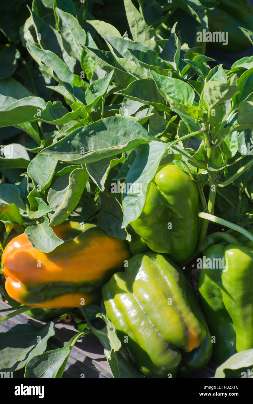 Bell Peppers Growing In Field Stock Photo Alamy