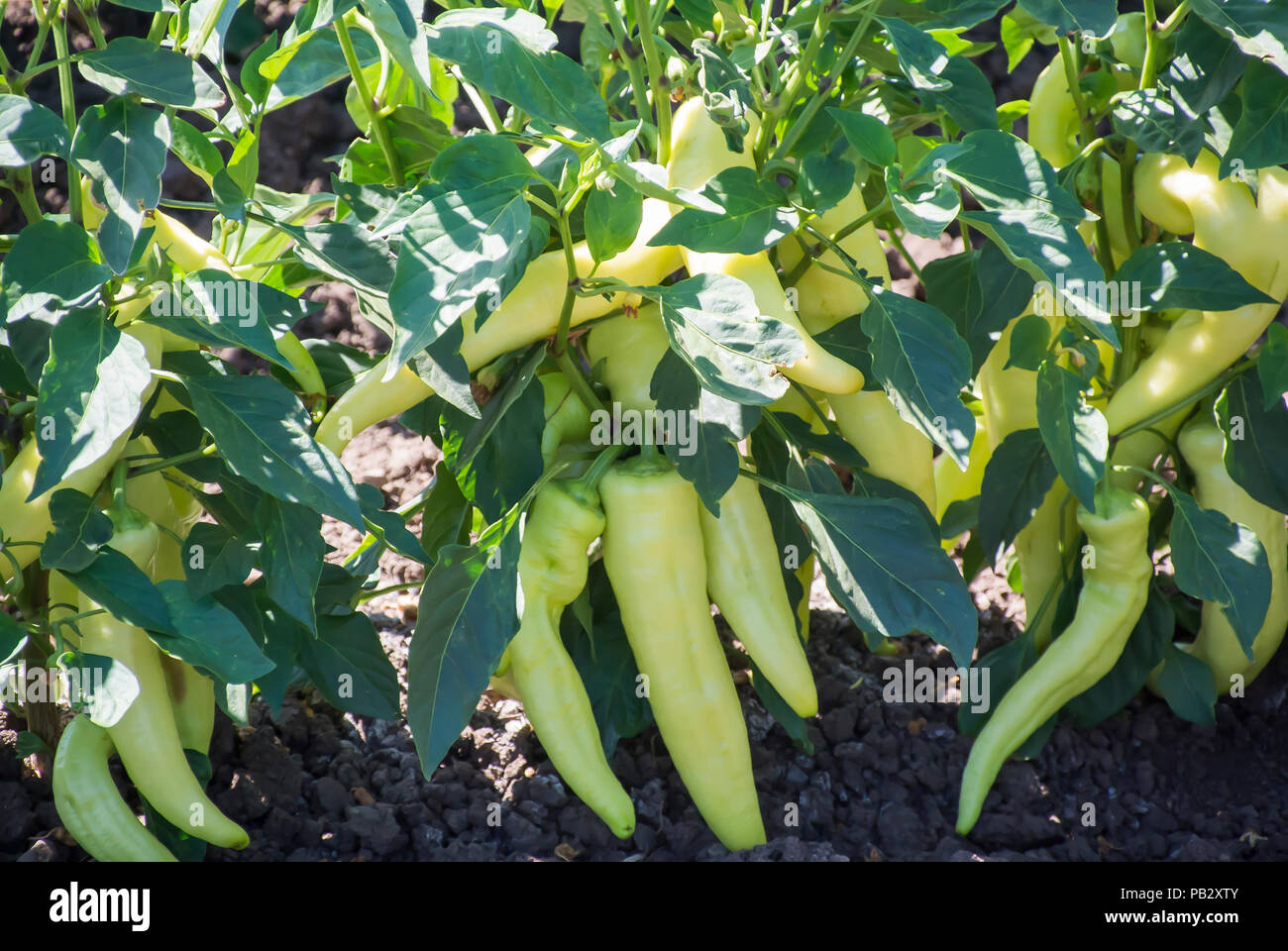 Peppers Growing in Field Stock Photo
