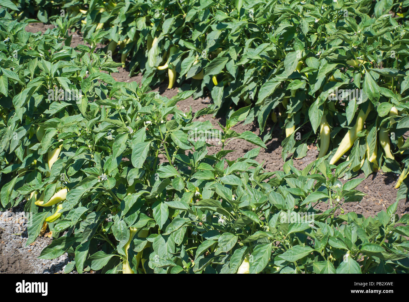 Peppers Growing in Field Stock Photo
