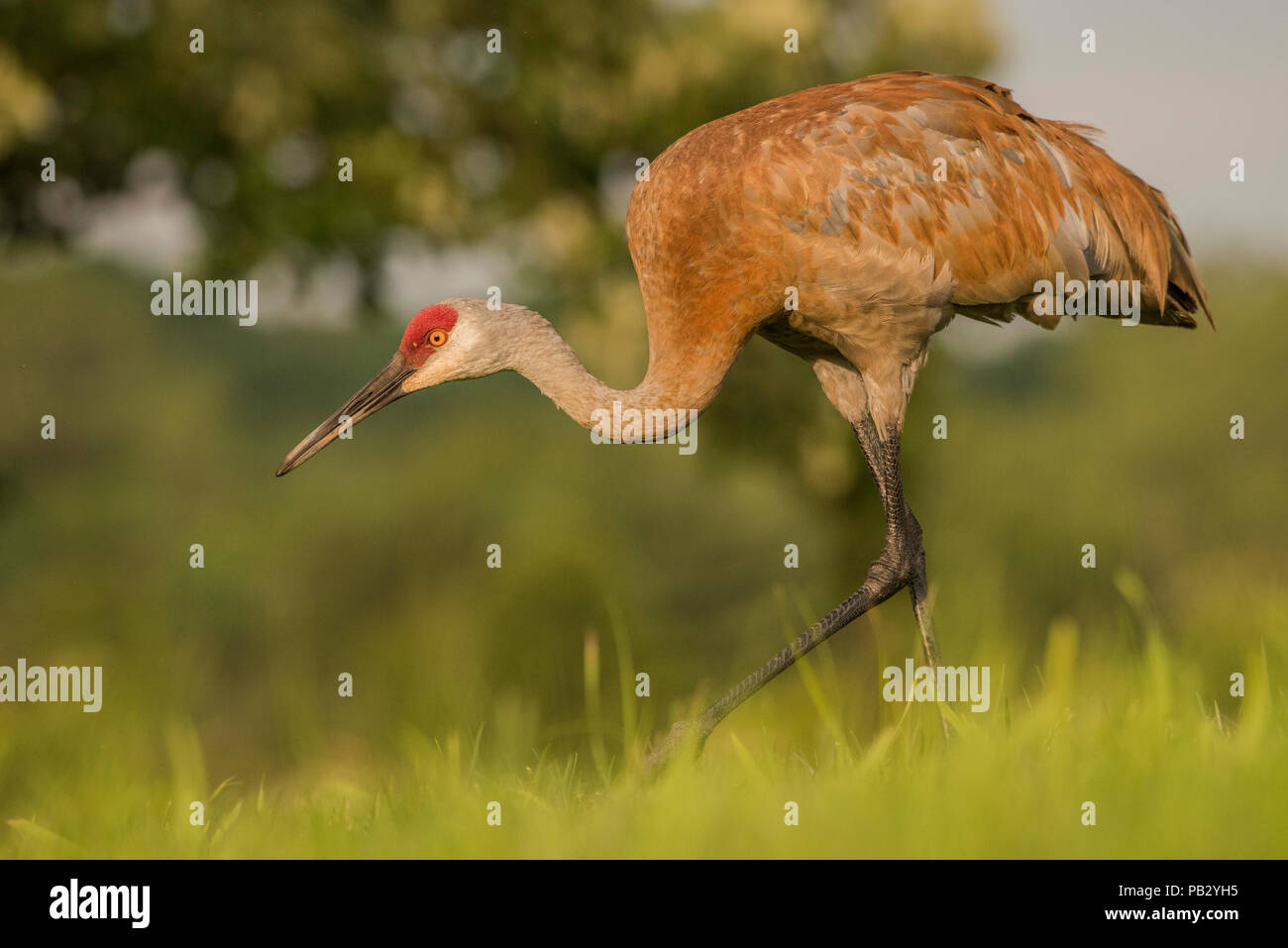 A sandill crane (Antigone canadensis) walks across a field in southern Wisconsin. Protection from the migratory bird act has restored numbers of crane Stock Photo