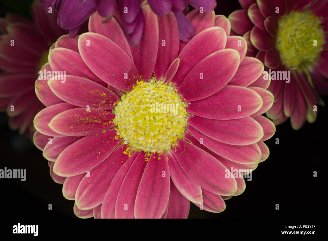 Red yellow daisy hi-res stock photography and images - Alamy