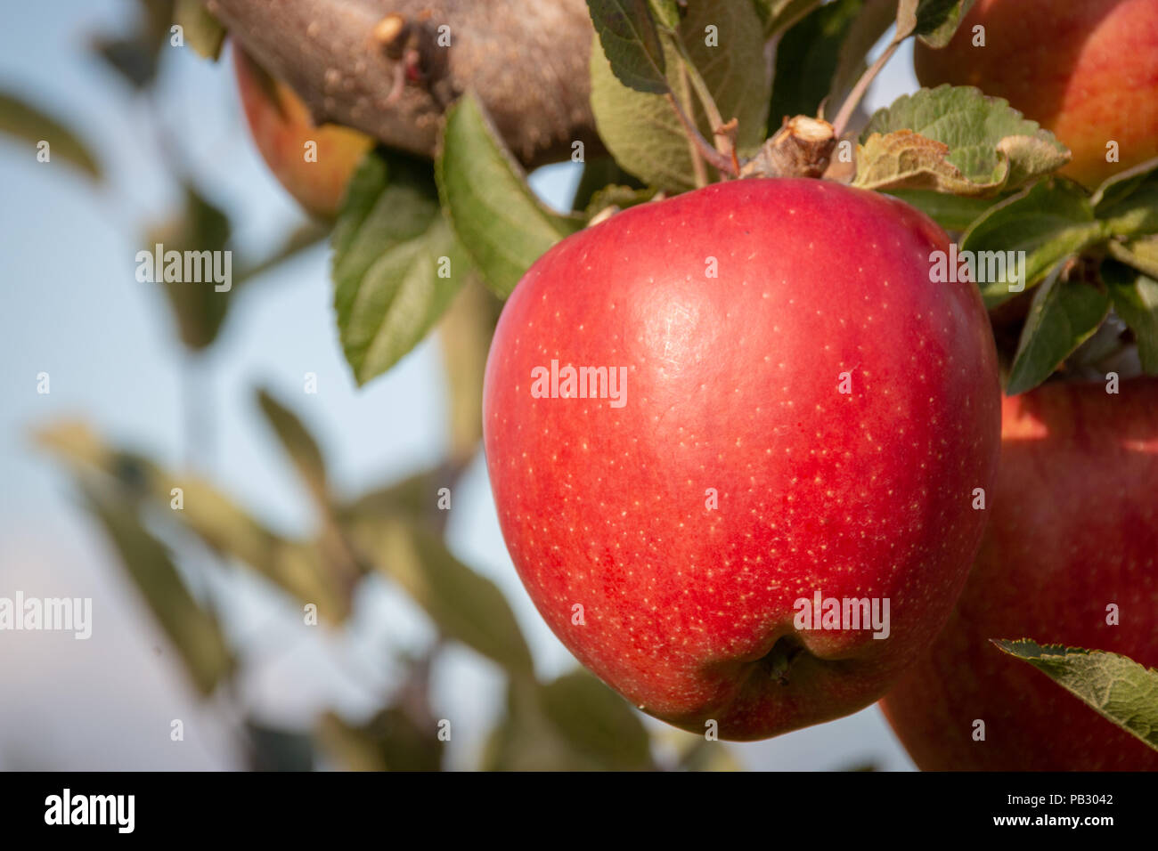 A delicious ripe red apple hanging from a tree branch in an apple ...