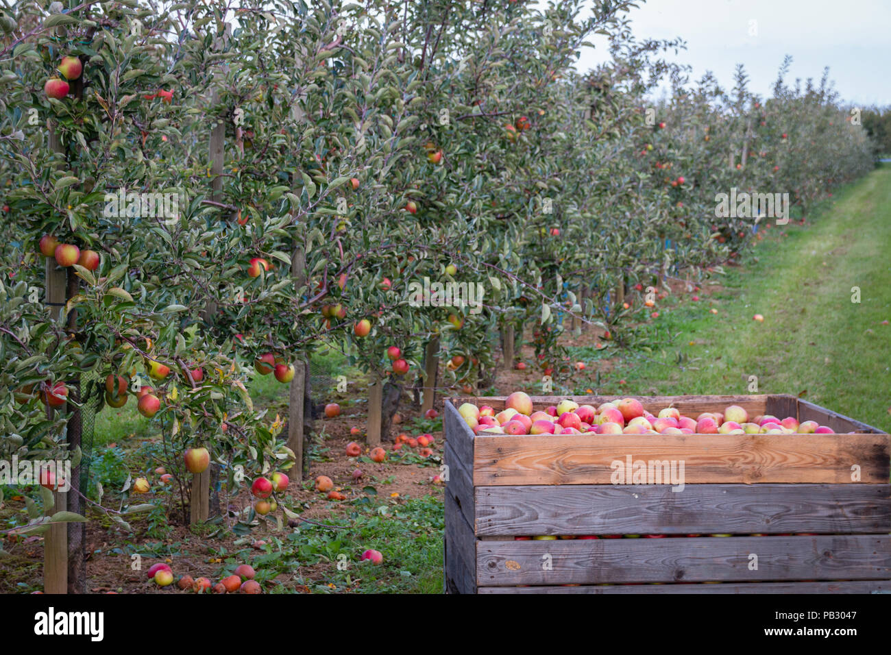 Apple trees in an orchard with ripe apples ready for harvest Stock ...