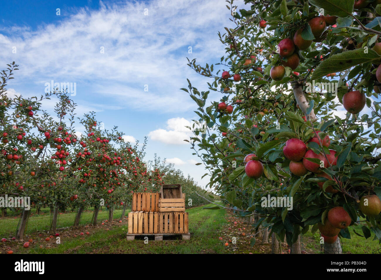 Apple trees in an orchard with ripe apples ready for harvest Stock ...
