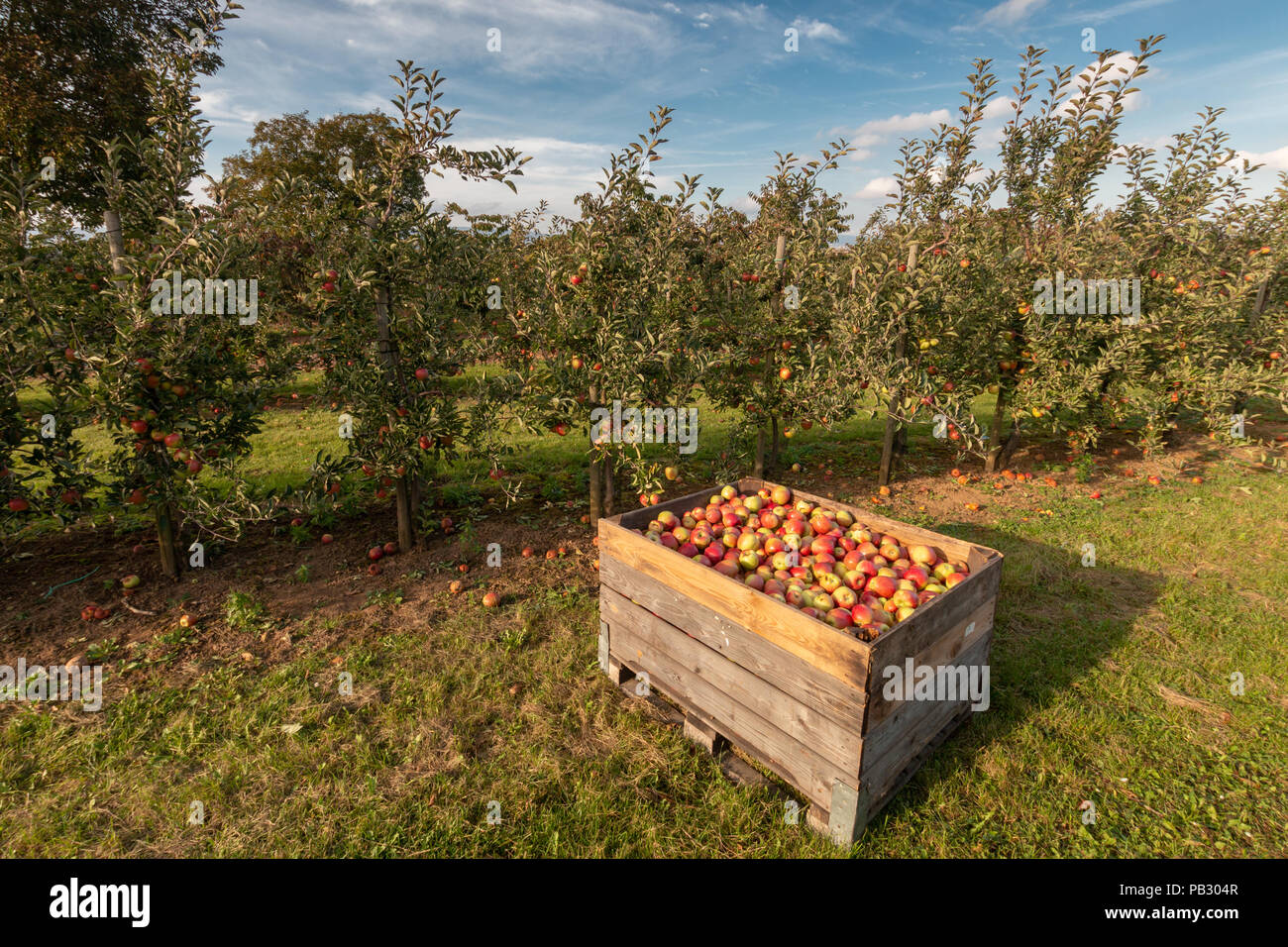 Apple trees in an orchard with ripe apples ready for harvest Stock ...