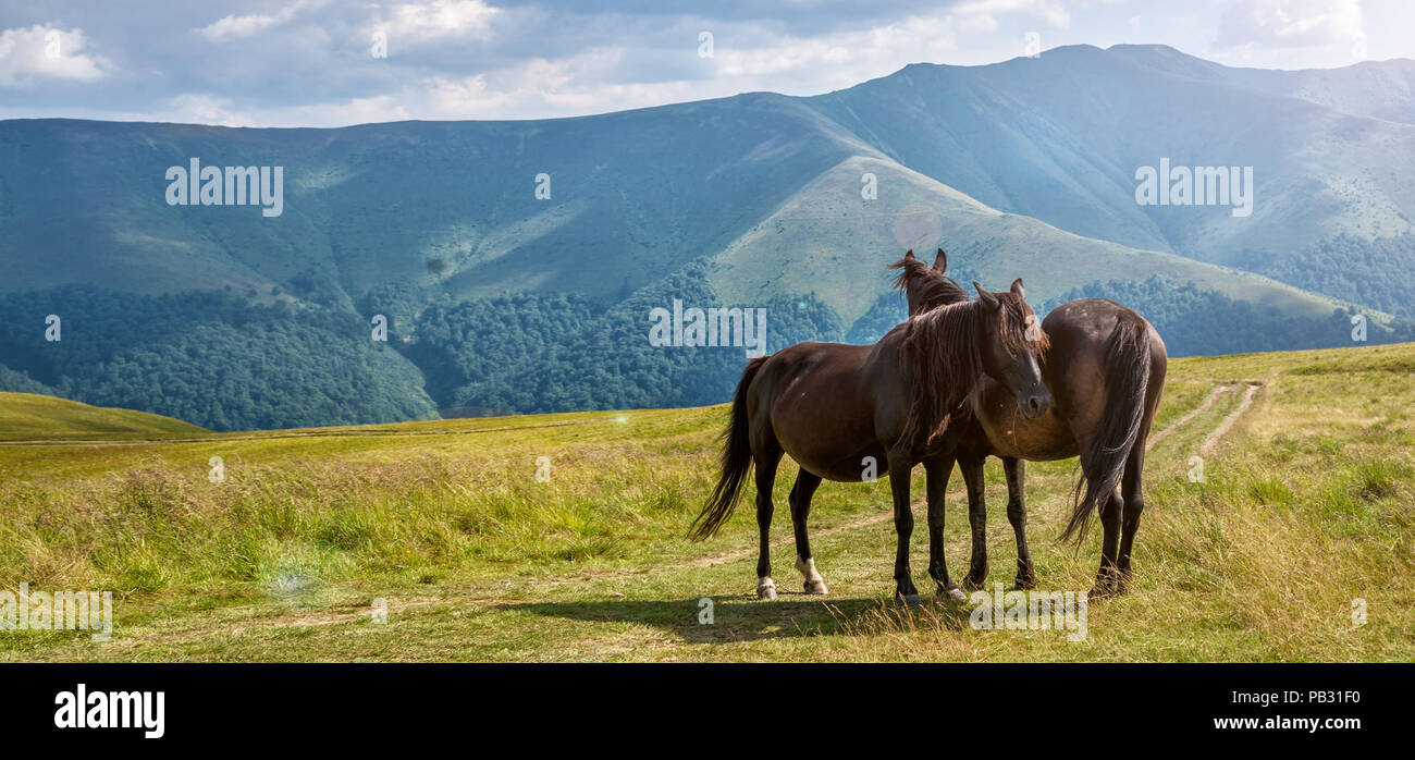 Horses in the Carpathian mountains. Blue sky Stock Photo