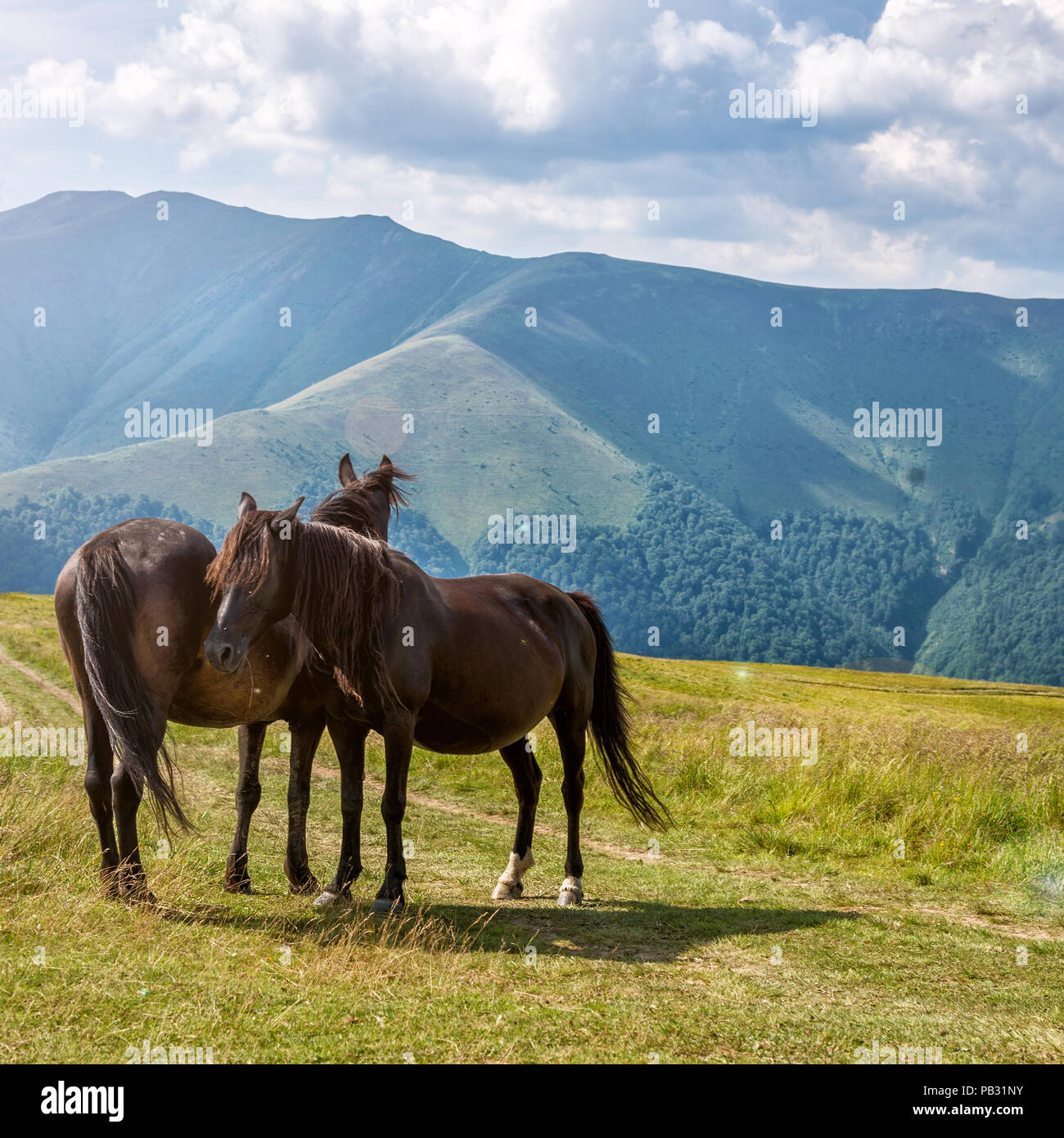 Horses in the Carpathian mountains. Blue sky Stock Photo
