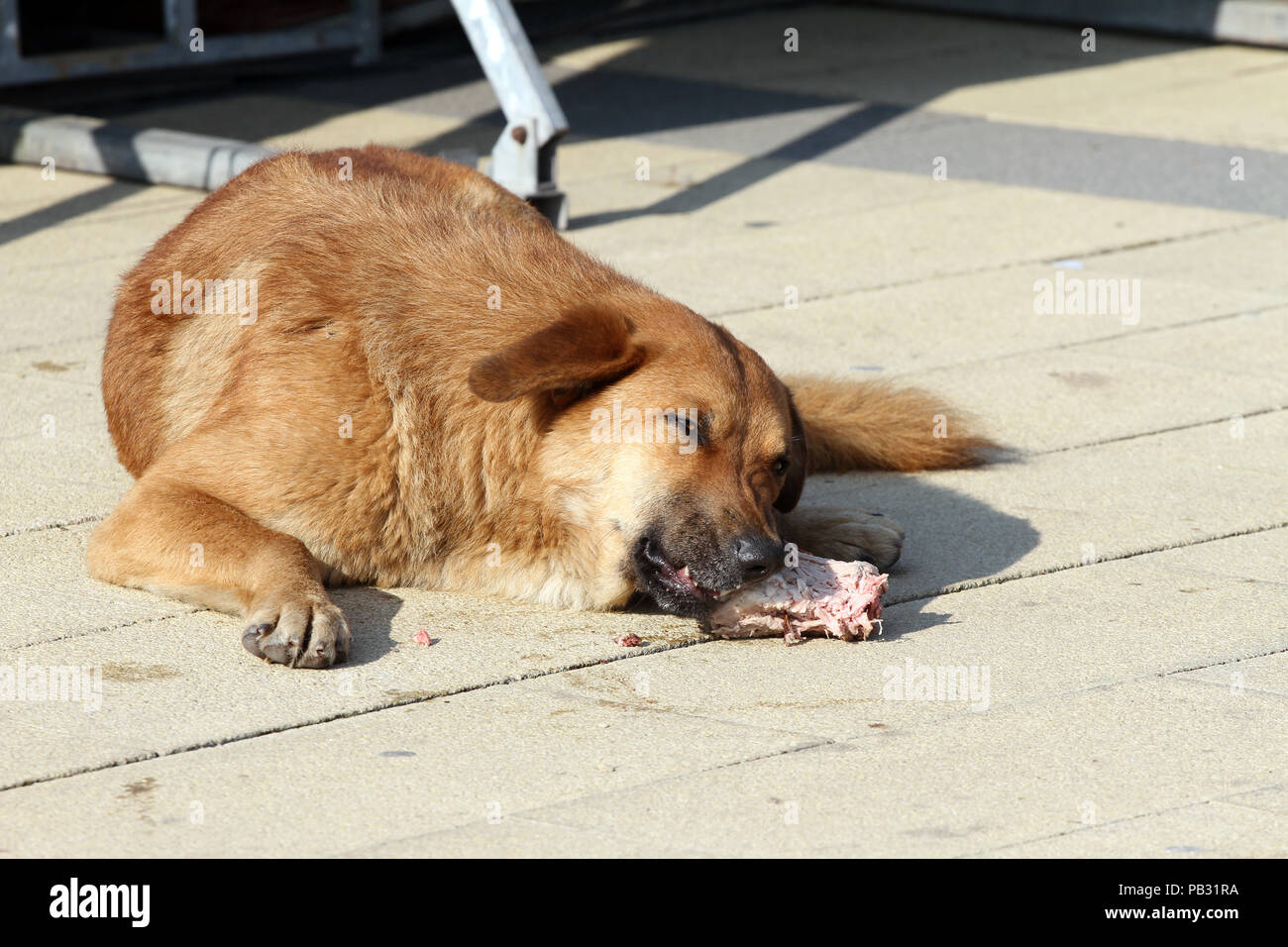 Stray dog eat raw meat in the street. Homeless dog eats food in the
