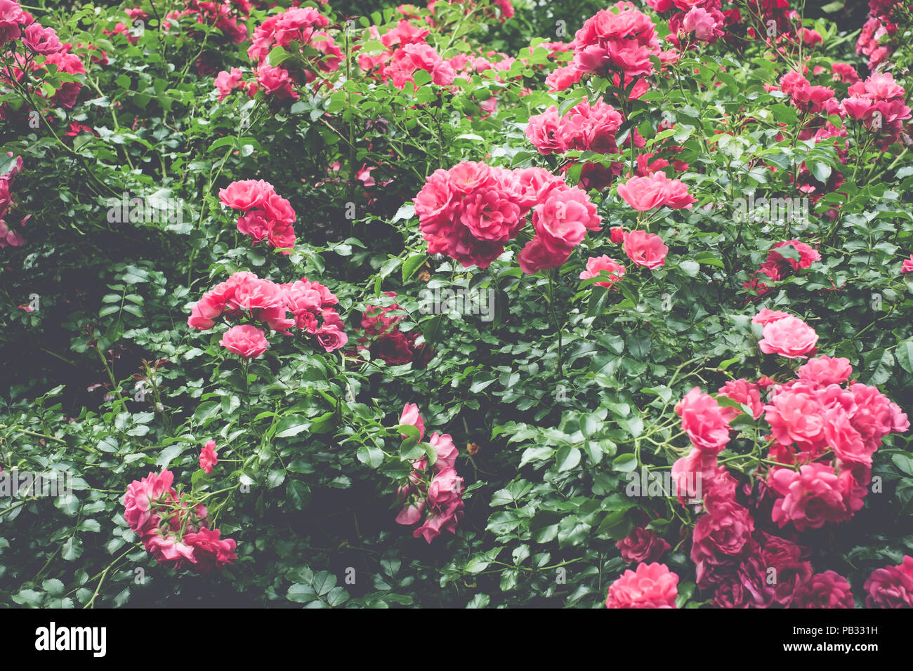 rose garden in bloom backdrops springtime nature Stock Photo Alamy