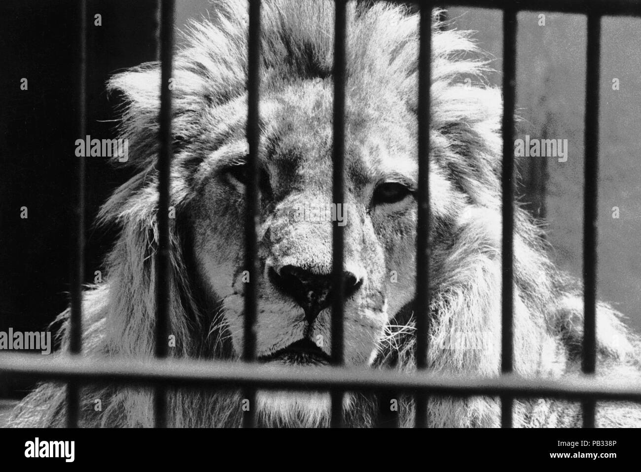 Zoo lion cage hi-res stock photography and images - Alamy