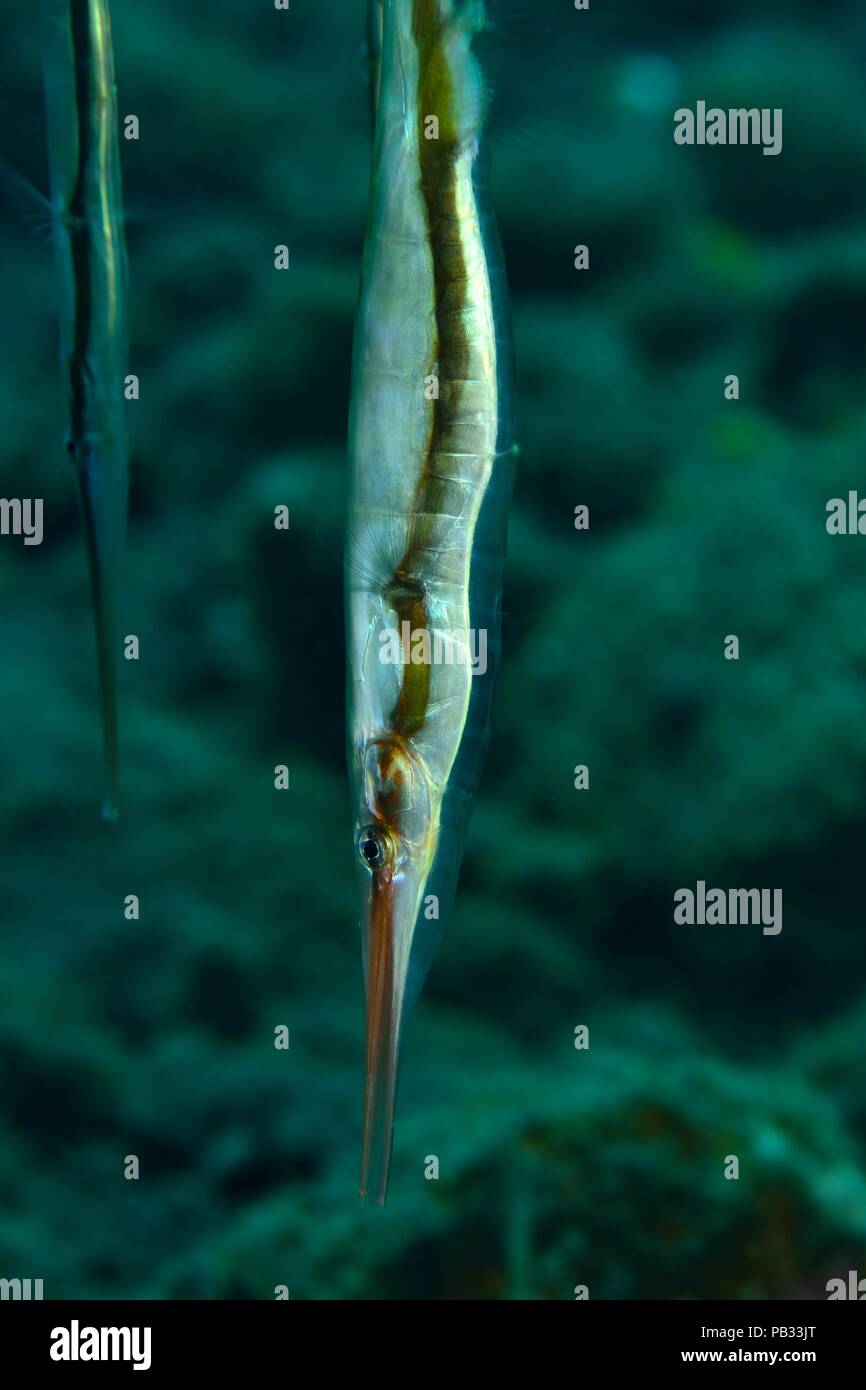 Schwarmverhalten von Gestreiften Schnepfenmesserfischen (Aeoliscus strigatus), schooling behavior of razorfishes also called shrimpfishes Stock Photo