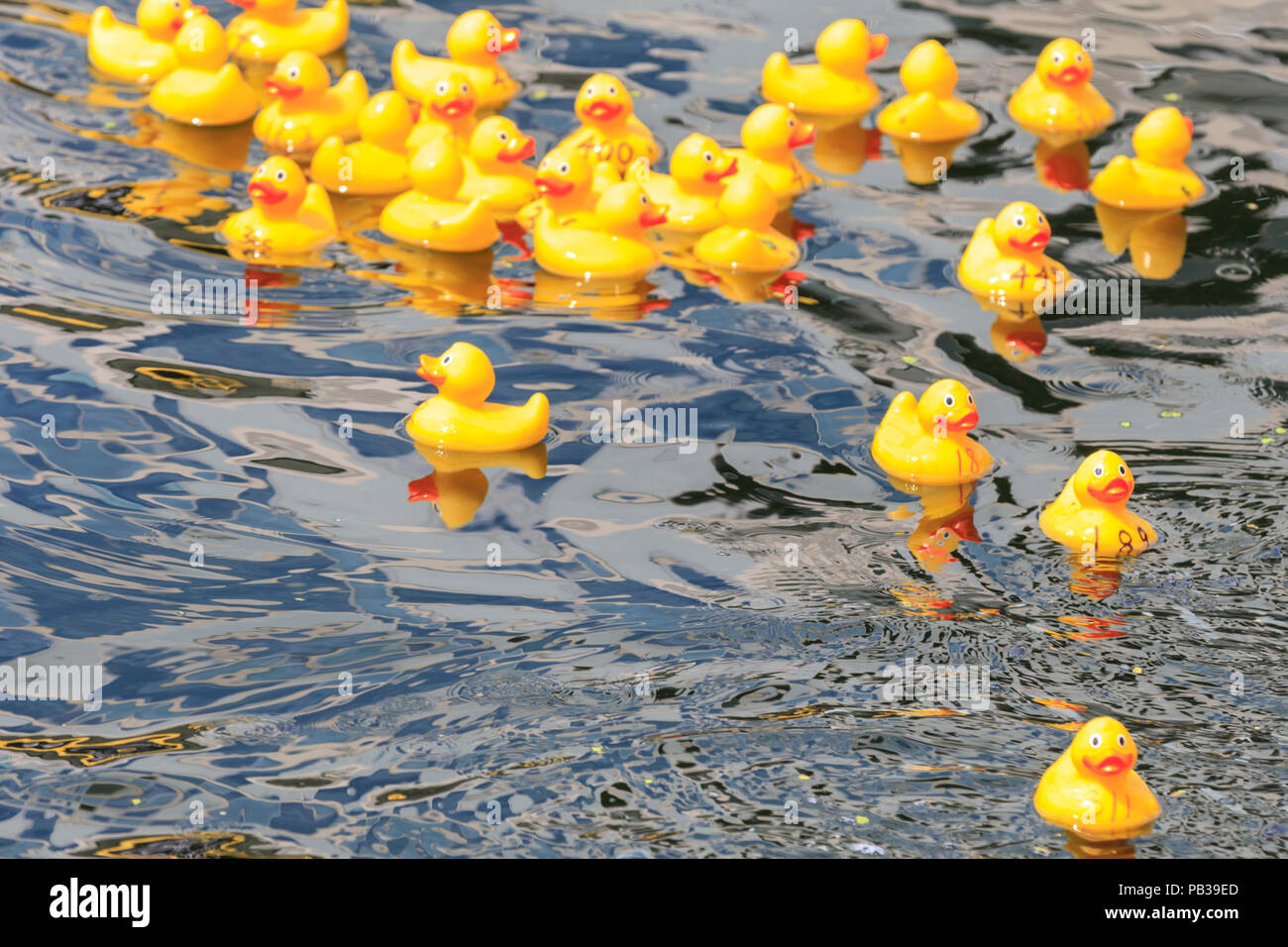 500 rubber ducks