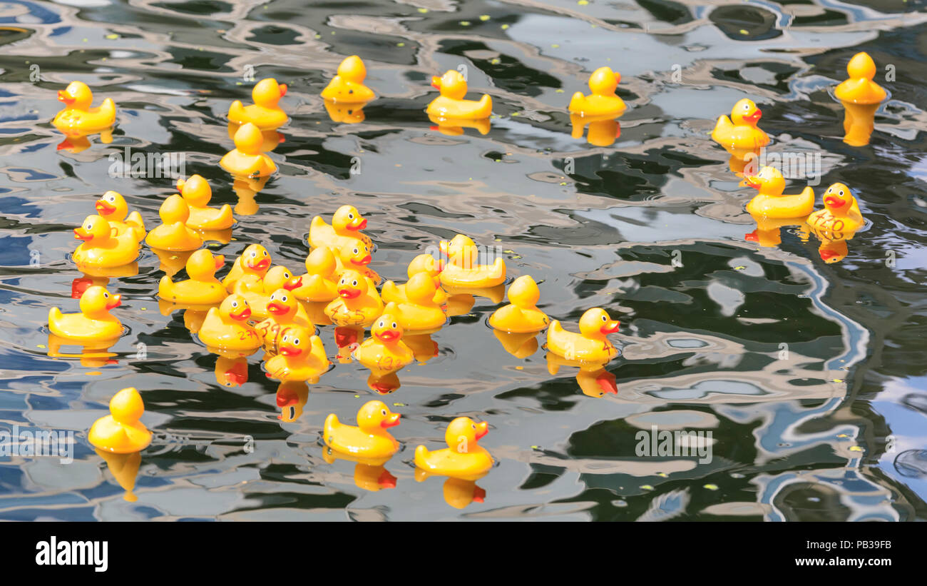 500 rubber ducks