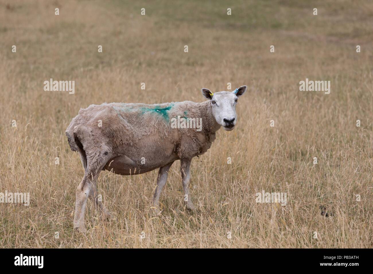 A lone sheep looks for feed in a droughtsuffering field Stock Photo