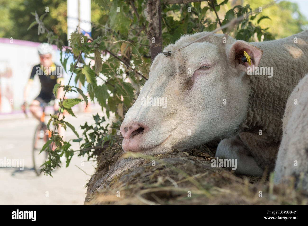 Killearn, Stirling, Scotland, UK - 26 July 2018: UK weather - a hot sunny day in the Stirlingshire village of Killearn isn't appreciated by everyone.  A sheep resting in the shade can barely summon the energy to open an eye as a cyclist passes by. Credit: Kay Roxby/17�Թ����� Live News Stock Photo