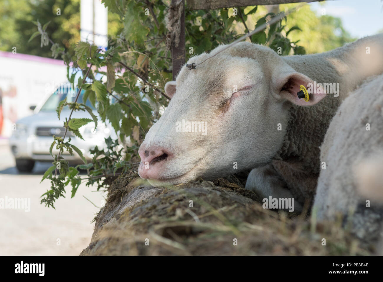 Killearn, Stirling, Scotland, UK - 26 July 2018: UK weather -   a sheep dozes with its head resting on a wall in the shade on a hot sunny day in the Stirlingshire village of Killearn Credit: Kay Roxby/Alamy Live News Stock Photo