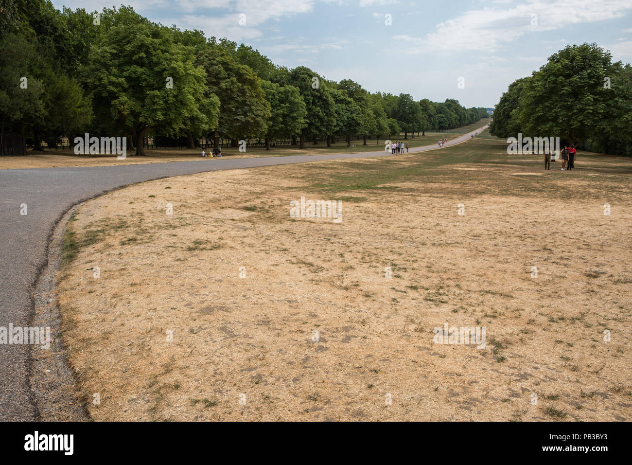 Windsor, UK. 26th July, 2018. UK Weather: Parched, yellowed grass alongside the Long Walk in Windsor Great Park in front of Windsor Castle. Temperatures have already reached 35C today at nearby Heathrow airport. Credit: Mark Kerrison/Alamy Live News Stock Photo