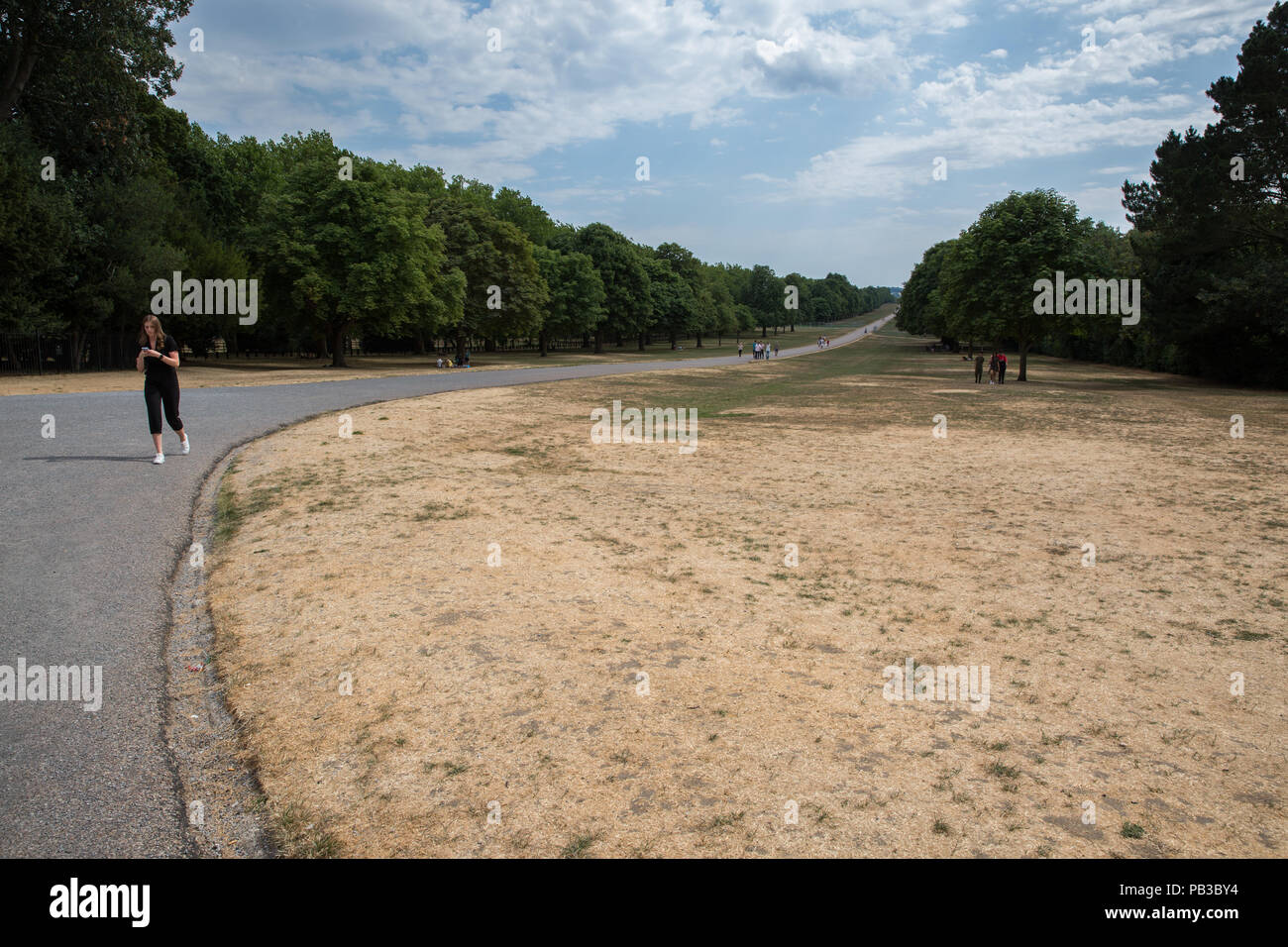 Windsor, UK. 26th July, 2018. UK Weather: Parched, yellowed grass alongside the Long Walk in Windsor Great Park in front of Windsor Castle. Temperatures have already reached 35C today at nearby Heathrow airport. Credit: Mark Kerrison/Alamy Live News Stock Photo