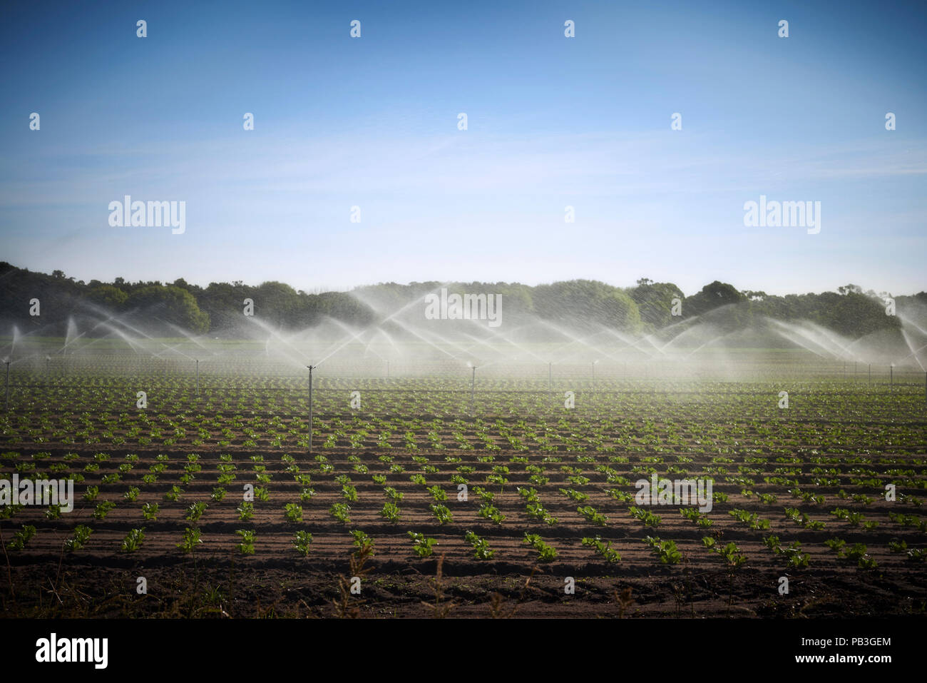 Sprinklers water the crops on the filed of a farm. Stock Photo
