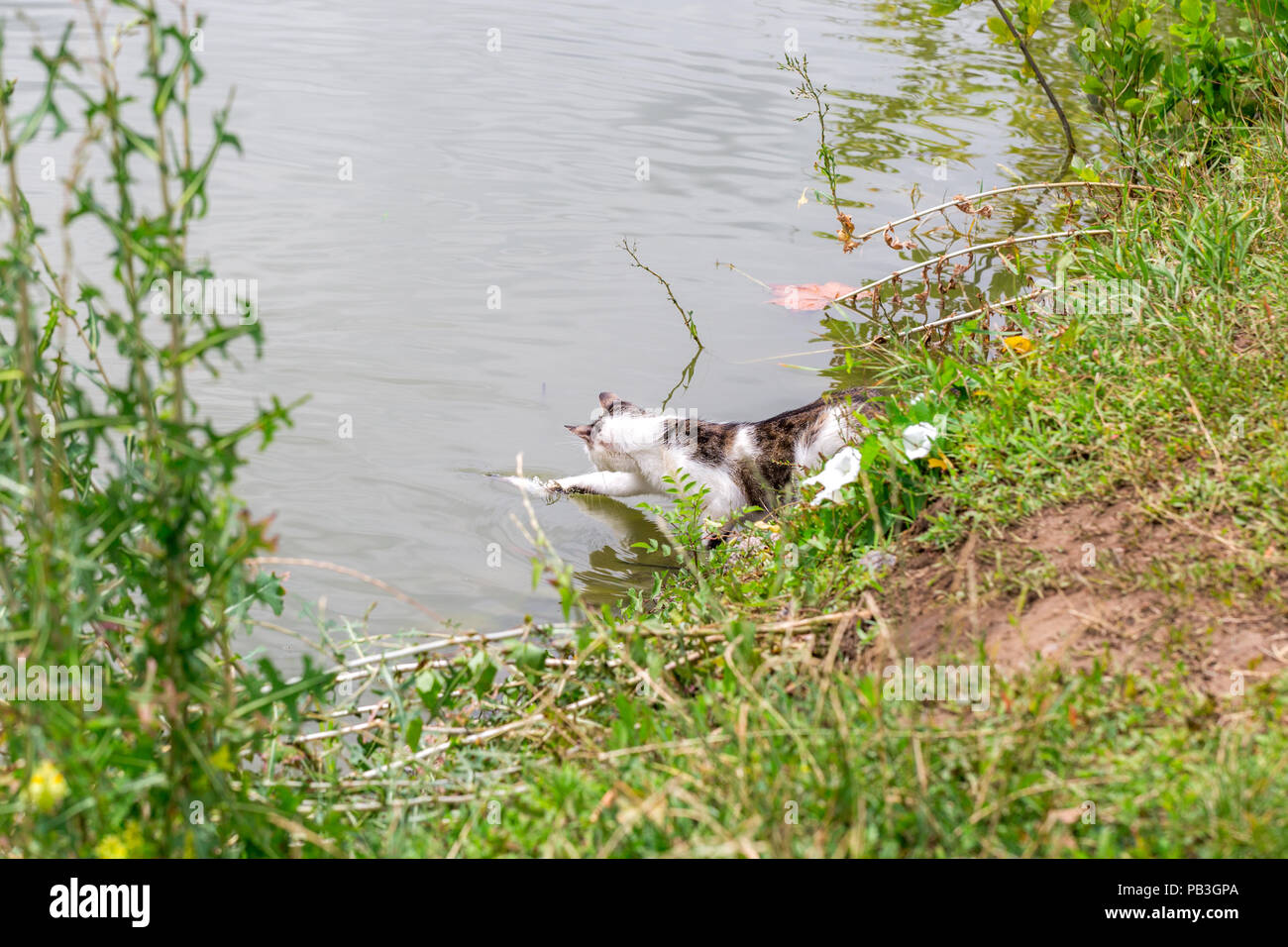 Bicolor white tabby cat fishing in a lake. Catfisher caught a small