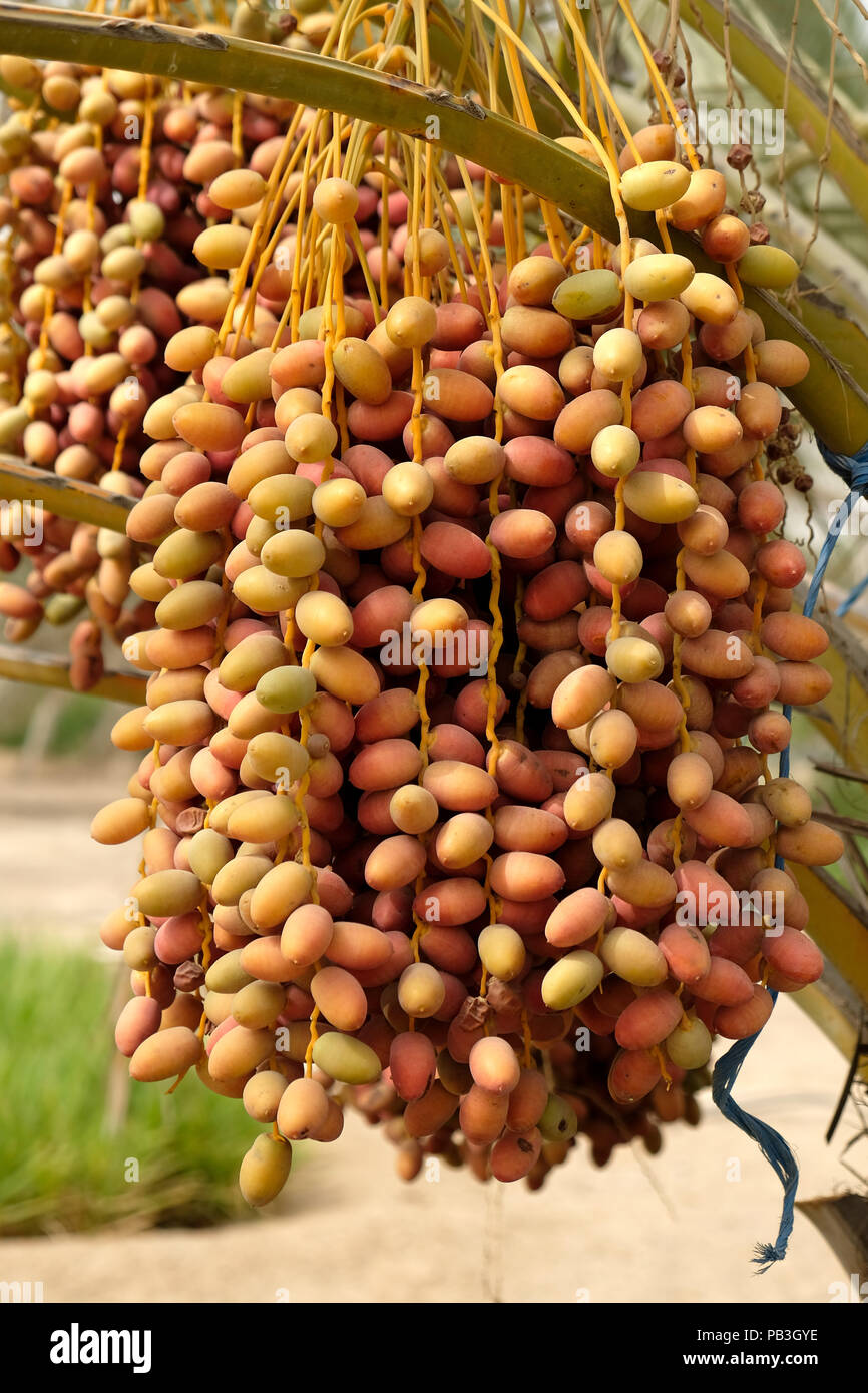 Dates ripening on the date palm [phoenix dactylifera] Stock Photo - Alamy
