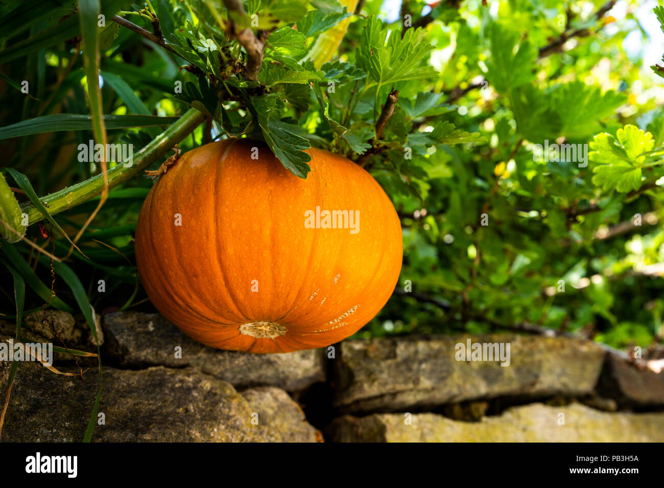 Pumpkin growing in the vegetable garden. Growing pumpkins Stock Photo ...